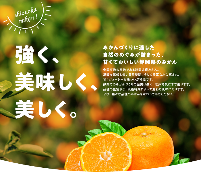 静岡県産みかん ｜ JA静岡経済連柑橘果樹課